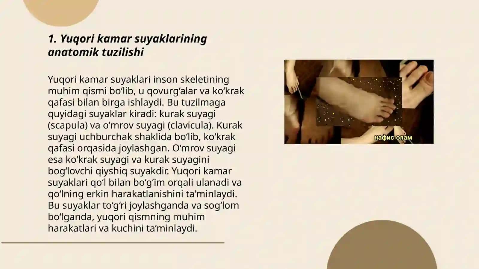 Yuqori kamar suyaklarining tuzilishi. Oyoqning erkin suyaklari tuzilishi son, boldir, tizza qopqogʻi, oyoq panjasi suyaklarining tuzilishi 3