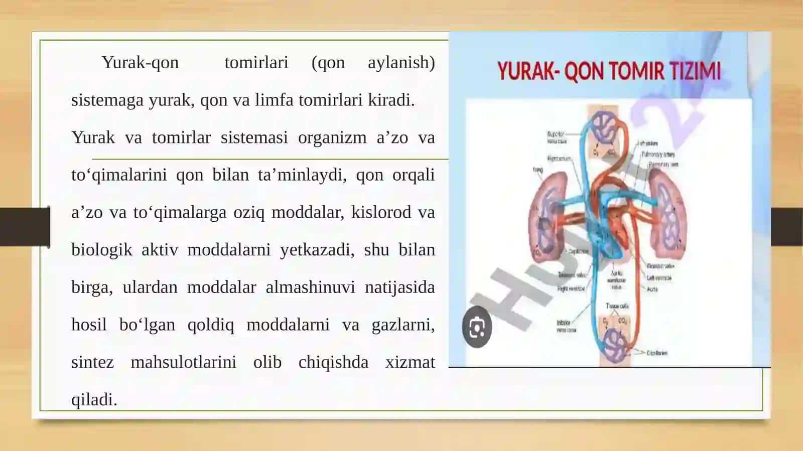 Yurak-qontomirlari sistemasI 3