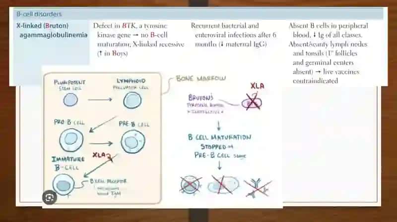 Immunodeficiencies 3