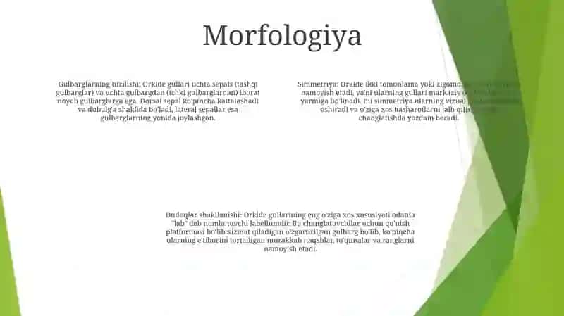 Orxideya Guli 3