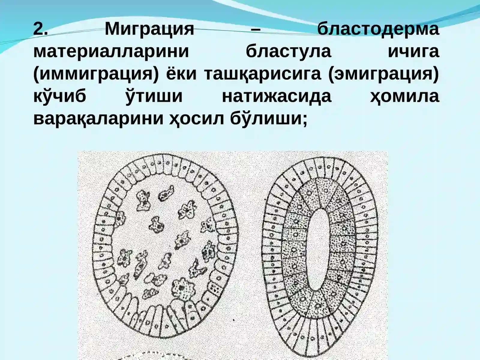 Гаструляция ва ўқ органлар ҳосил бўлиши 3