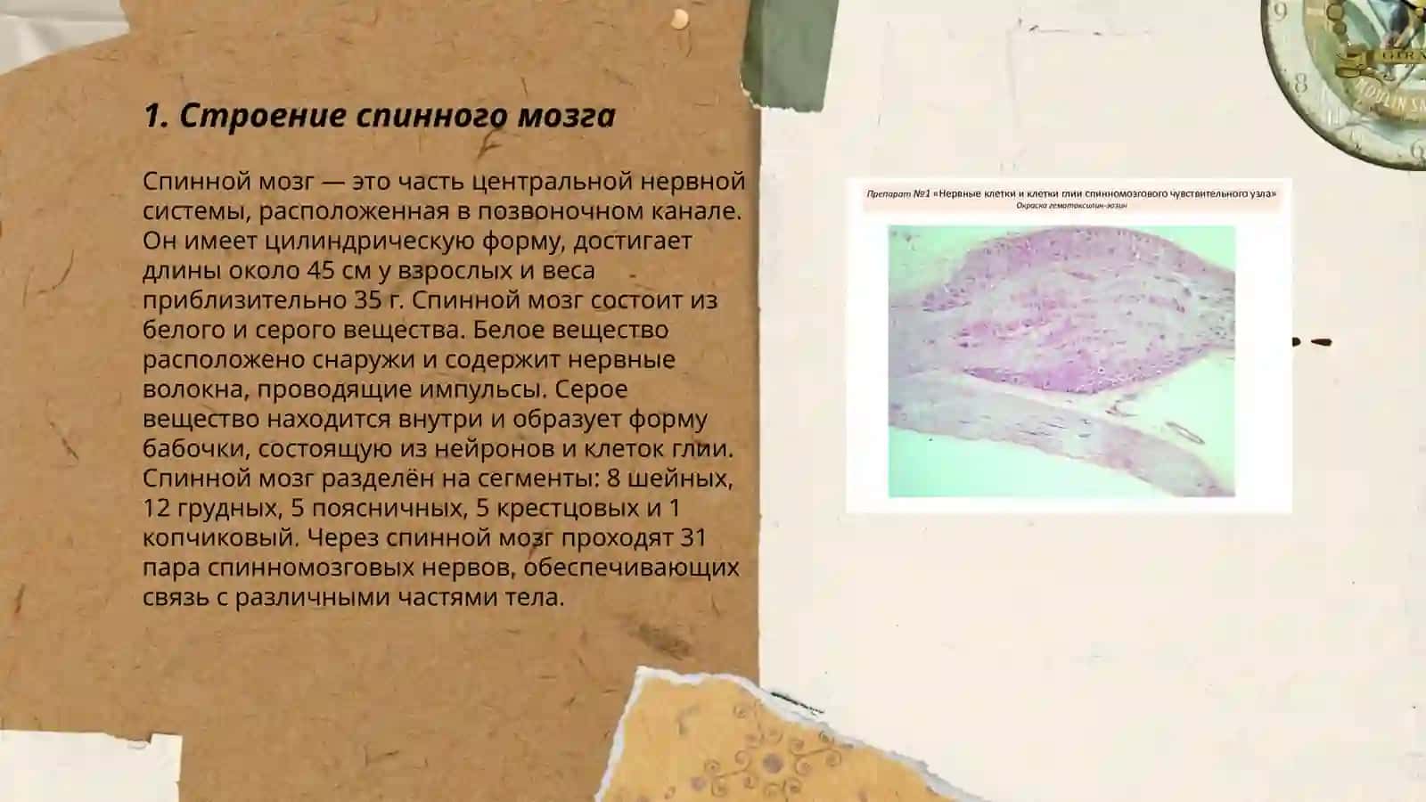 Гистология спинного мозга, периферического нерва и спинномозгового узла 3