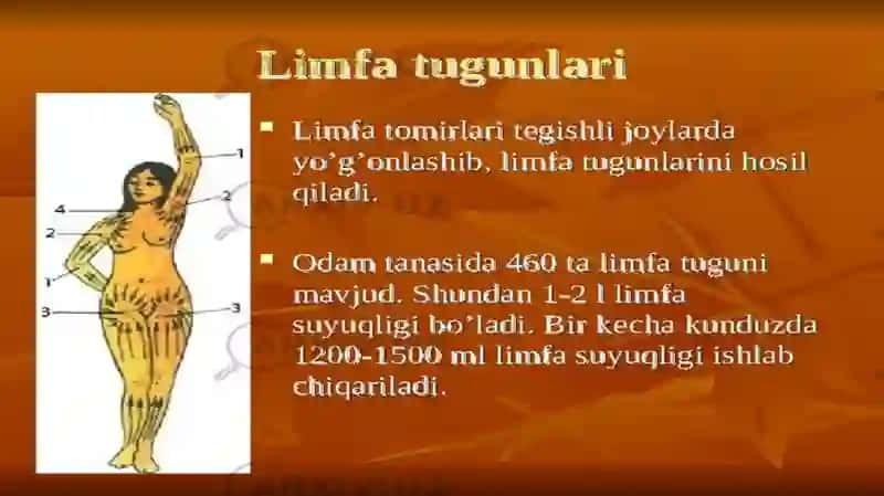 Linfatugunlari, Birlamchi va ikkilamchi limfatugunlari 3
