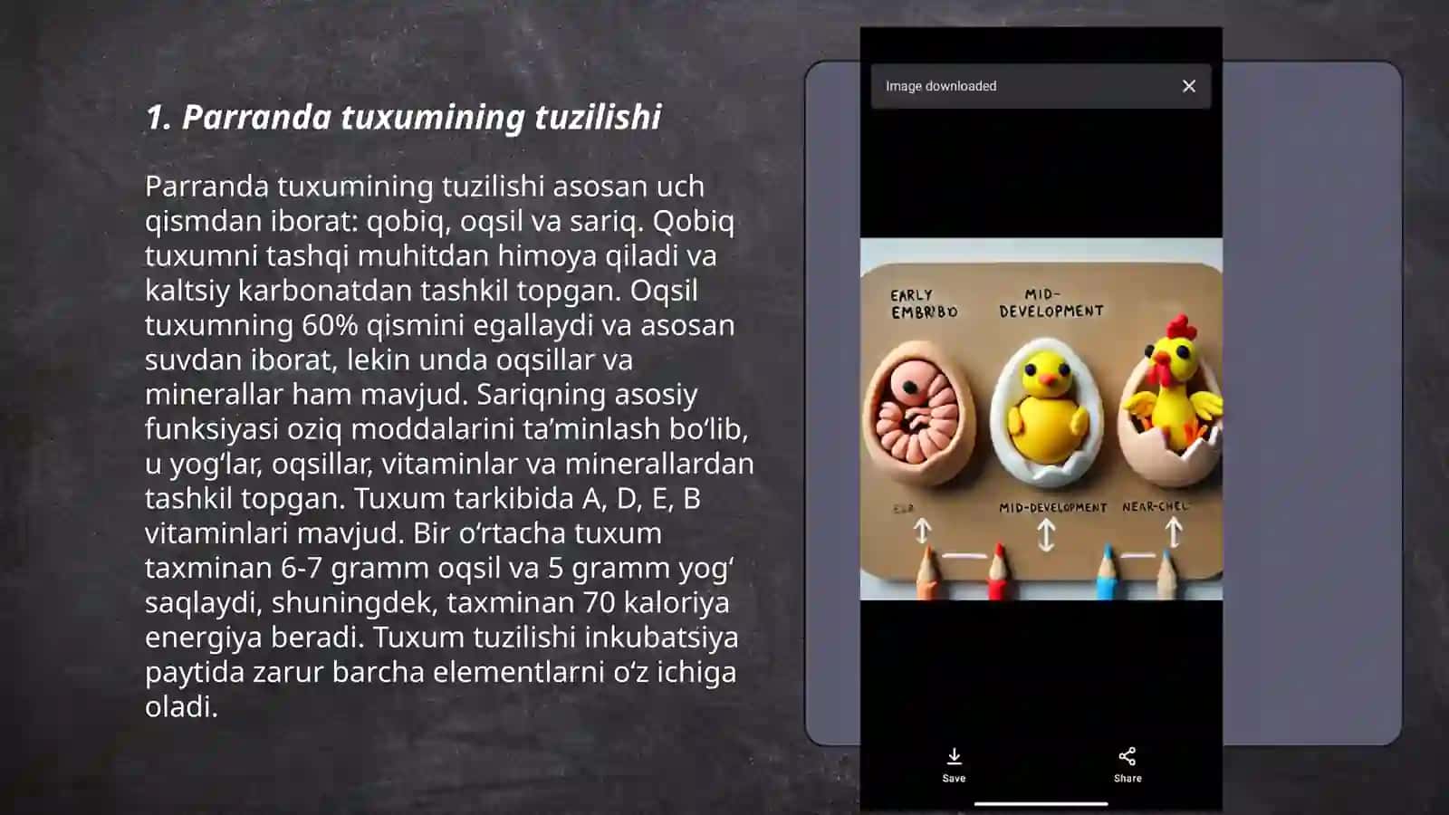 Parranda tuxumlarining tuzilishi 3