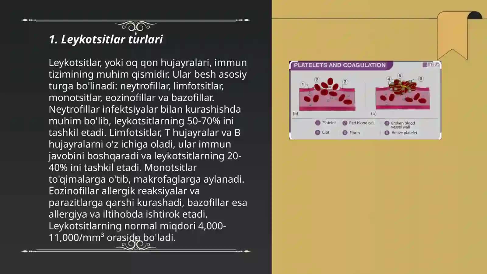 Leykotsitlar, turlari funksiyalari. Qon ivishini oʻrganish. Qon guruxlari va rezus omilni oʻrganish 3