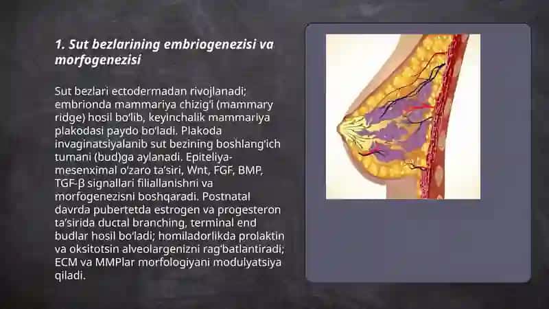 Sut bezlari gistogenezi va gistofiziologiyasi..laktatsiya jarayonining neyrogumoral mehanizmlari 3