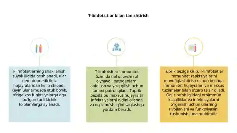 T-limfotsitlarning ayrisimon bezda hosil bo'lishi va vazifasi 3