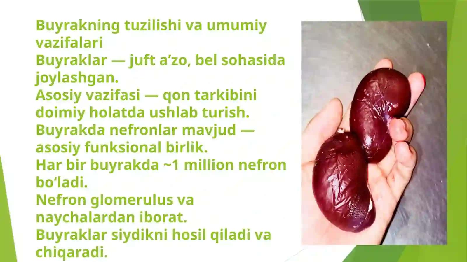 Buyrakning gomeostatik va sekretor funksiyalari 3