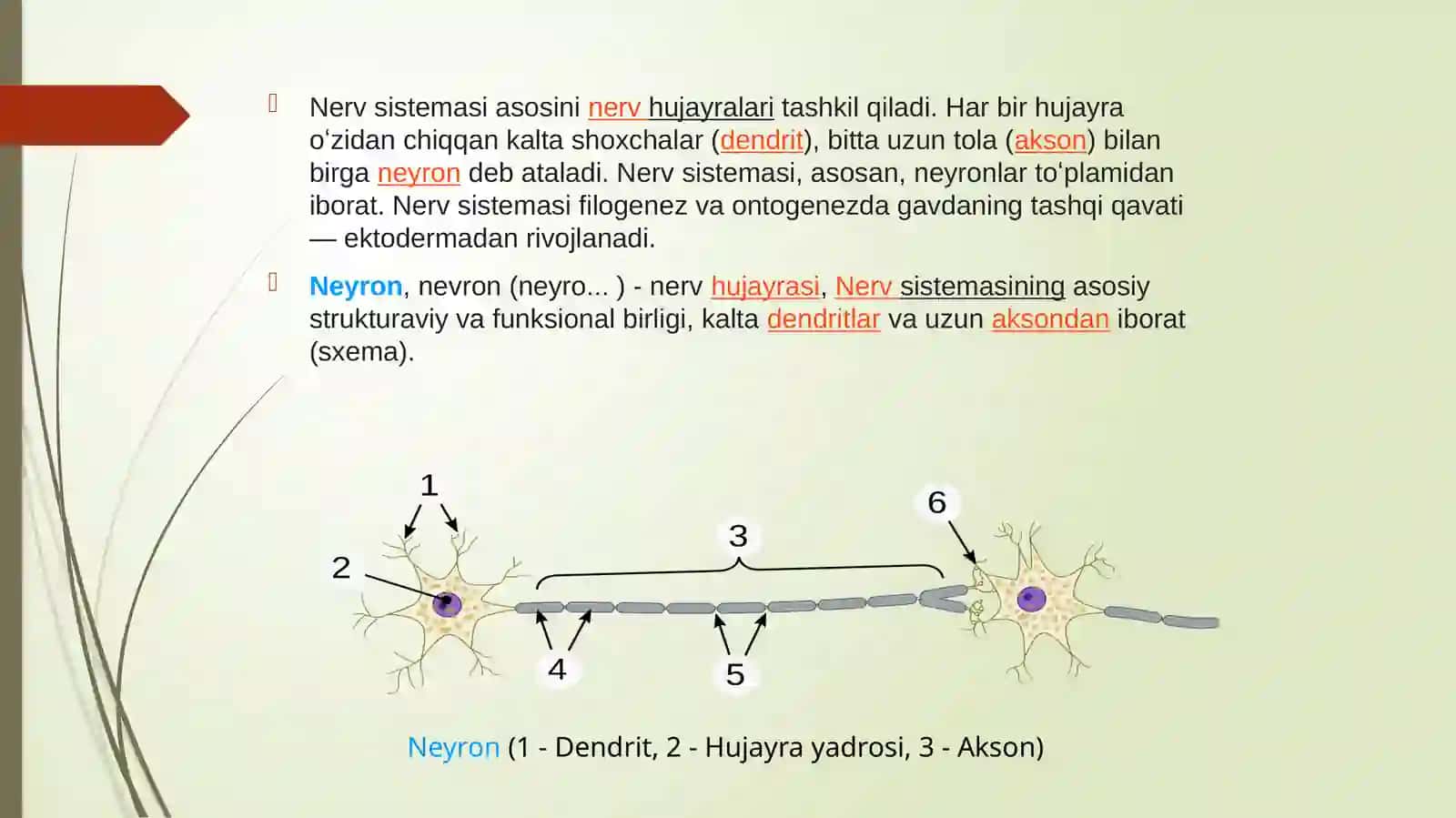 Asab(nerv)tizimi 3