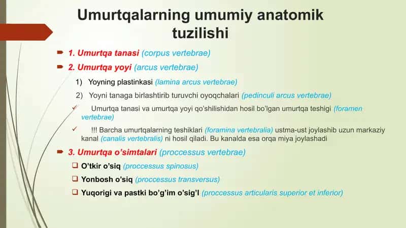 Umurtqalar anatomiyasi 3