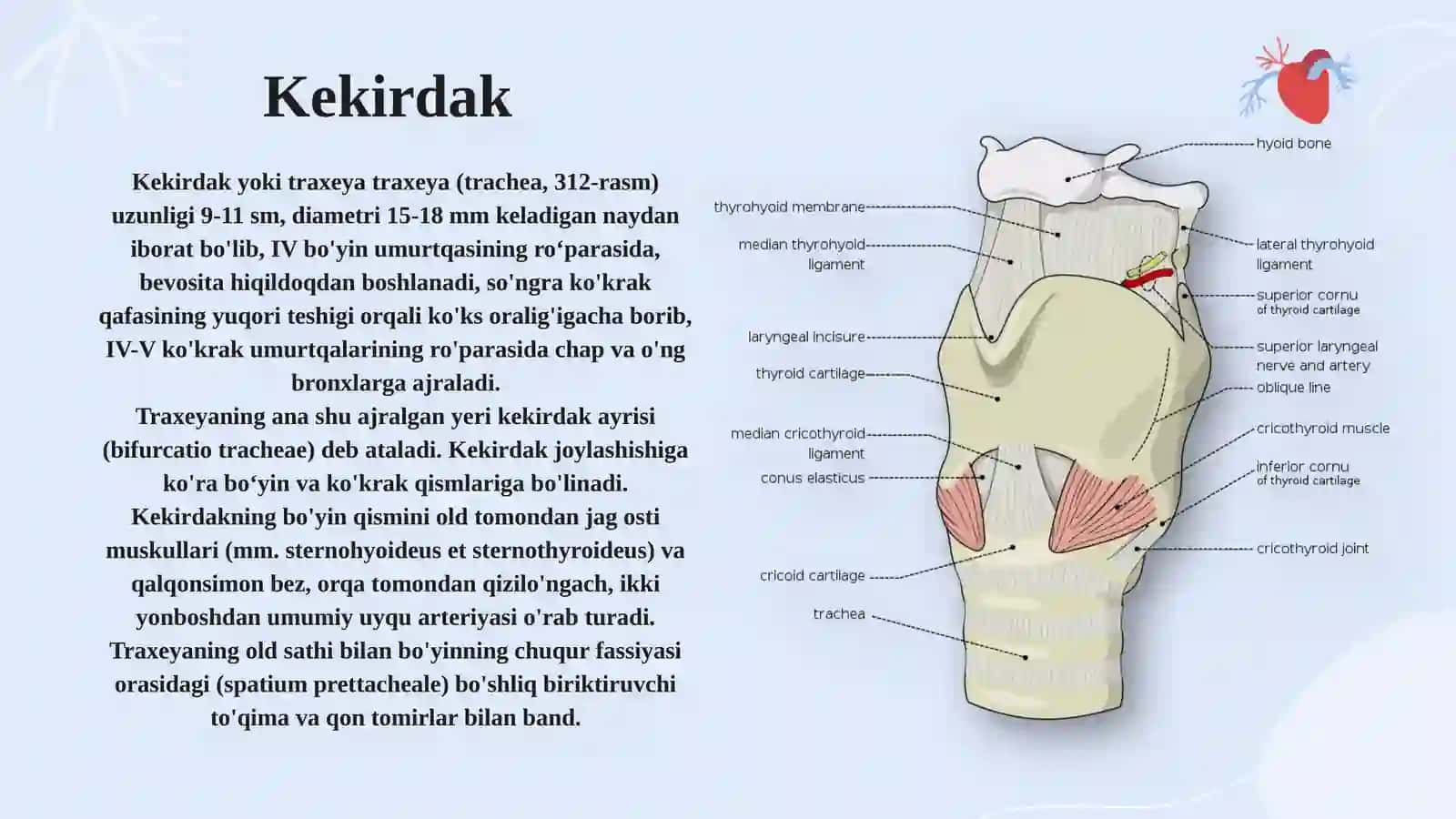 Kekirdak, Bronxlar, O’pka, Plevra, Ko’ks oralig’i 3