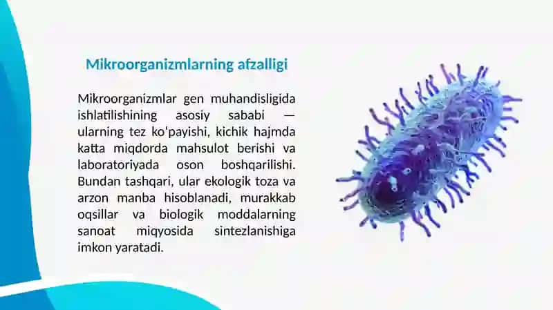 ANTIBIOTIKLAR ISHLAB CHIQARISHDA MIKROORGANIZMLARNI ROLI 3