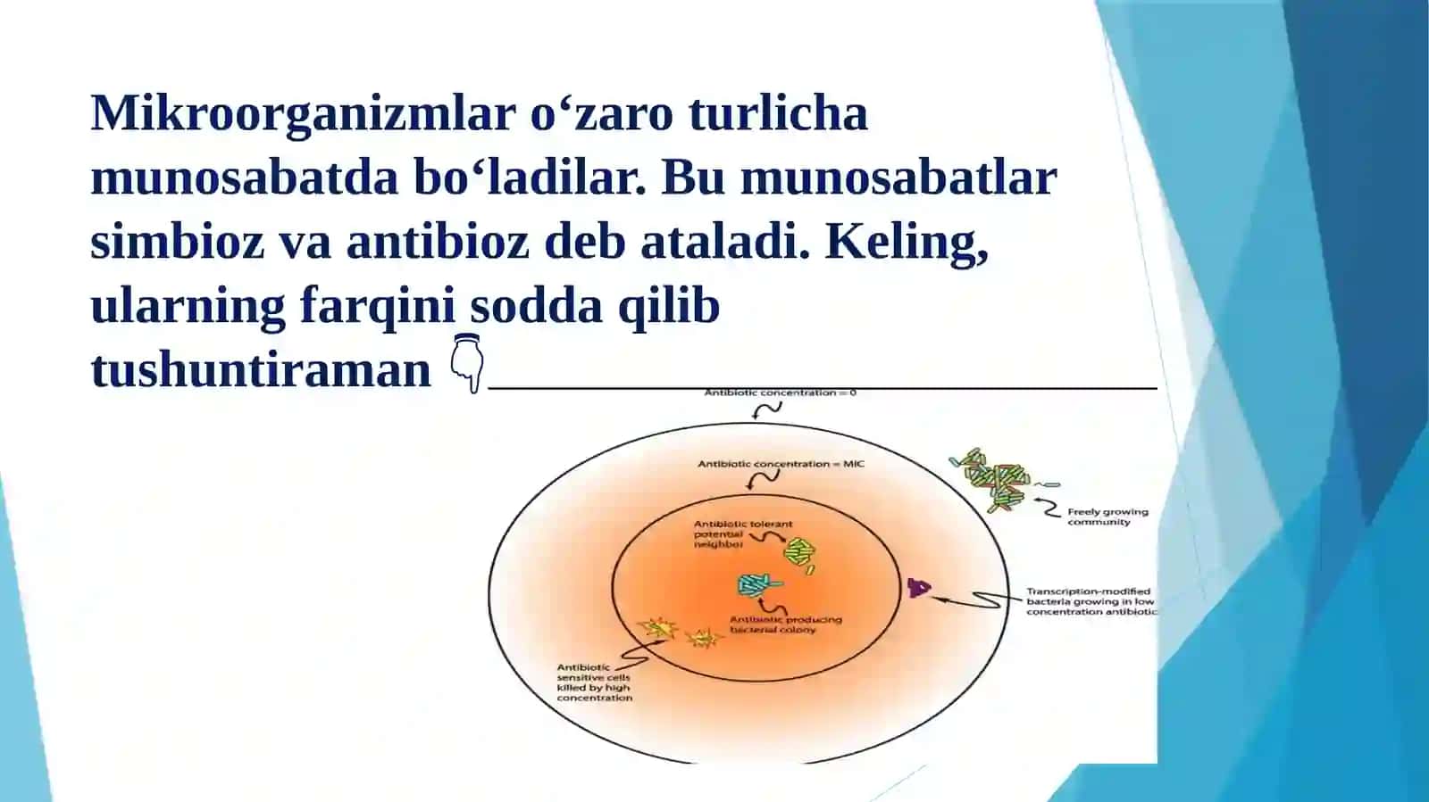 Mikroorganizmlarni simbioz va antibioz munosabati 3