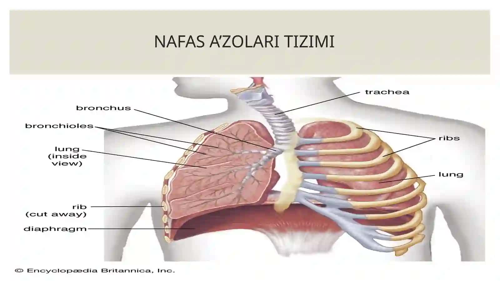 Nafas a'zolari kasalliklarini tekshirish bosqichlari 3