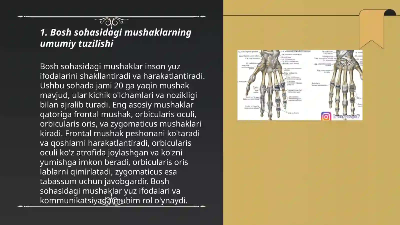 Bosh sohasi mushaklari Mimika va chaynov mushaklarining xususiyatlari, topografik va funksional anatomiyasi 3