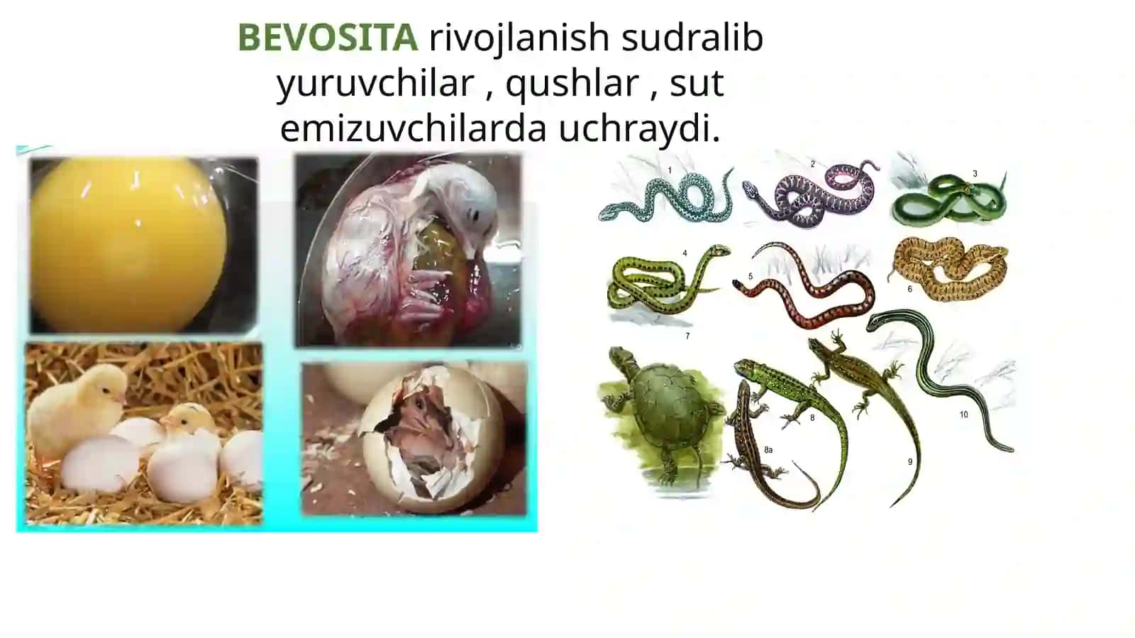 POSTEMBRIONAL RIVOJLANISHNING UMUMIY QONUNIYATLARI. GERONTOLOGIYA. REGENERATSIYA. GOMEOSTAZ. TRANSPLANTATSIYA 3