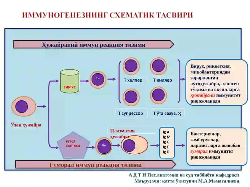 ИММУНОПАТОЛОГИК ЖАРАЁНЛАР 3