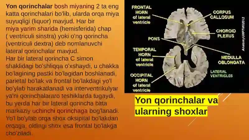 Yon qorincha variant anatomiyasi klinik ahamiyati 3