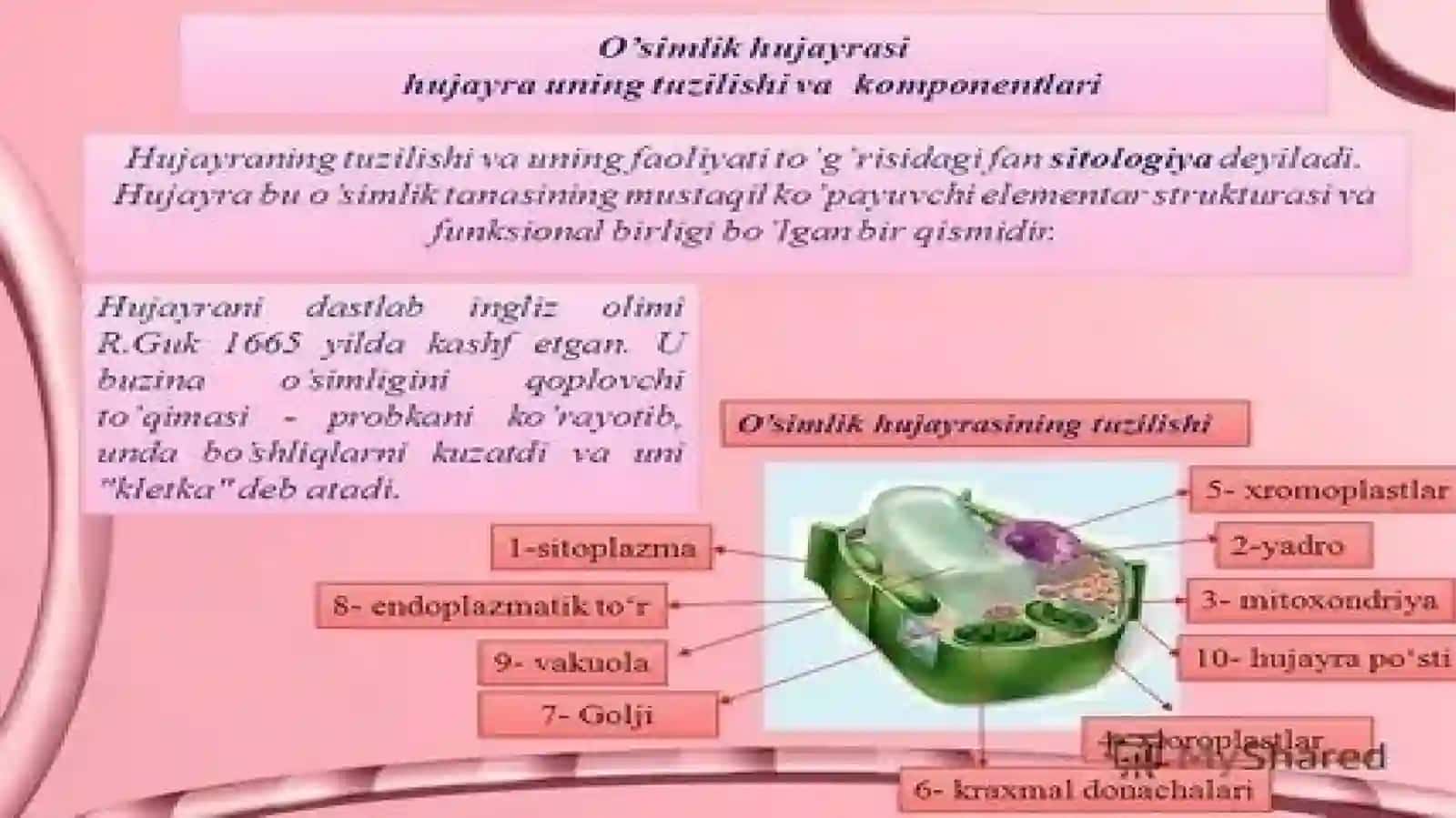Hujayralarning mitotik va hayotiy skili 3
