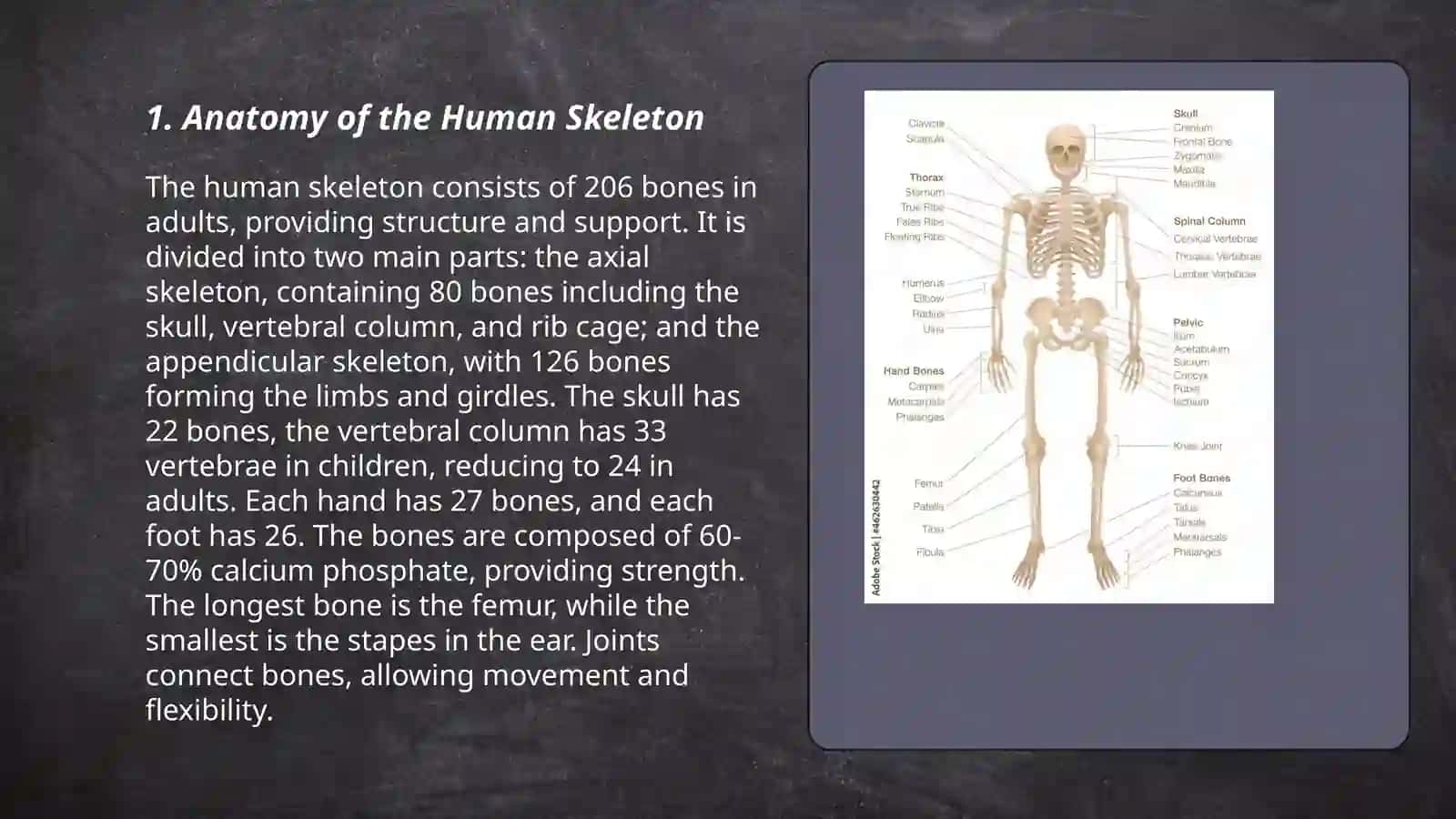 Skeletal System 3