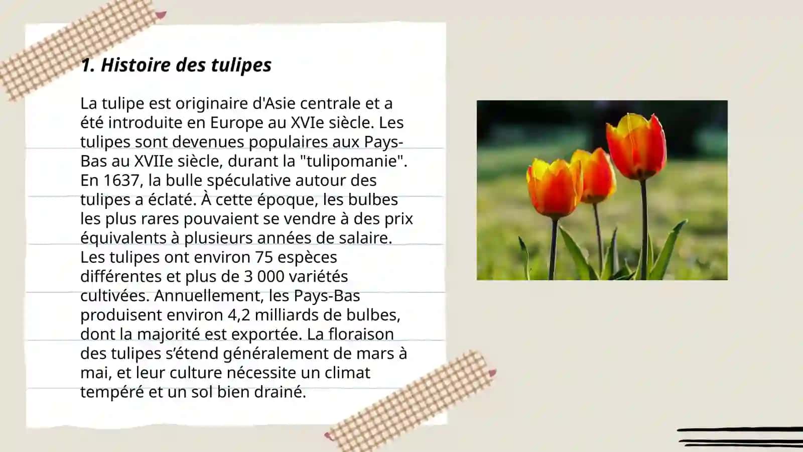 Tulipe 3