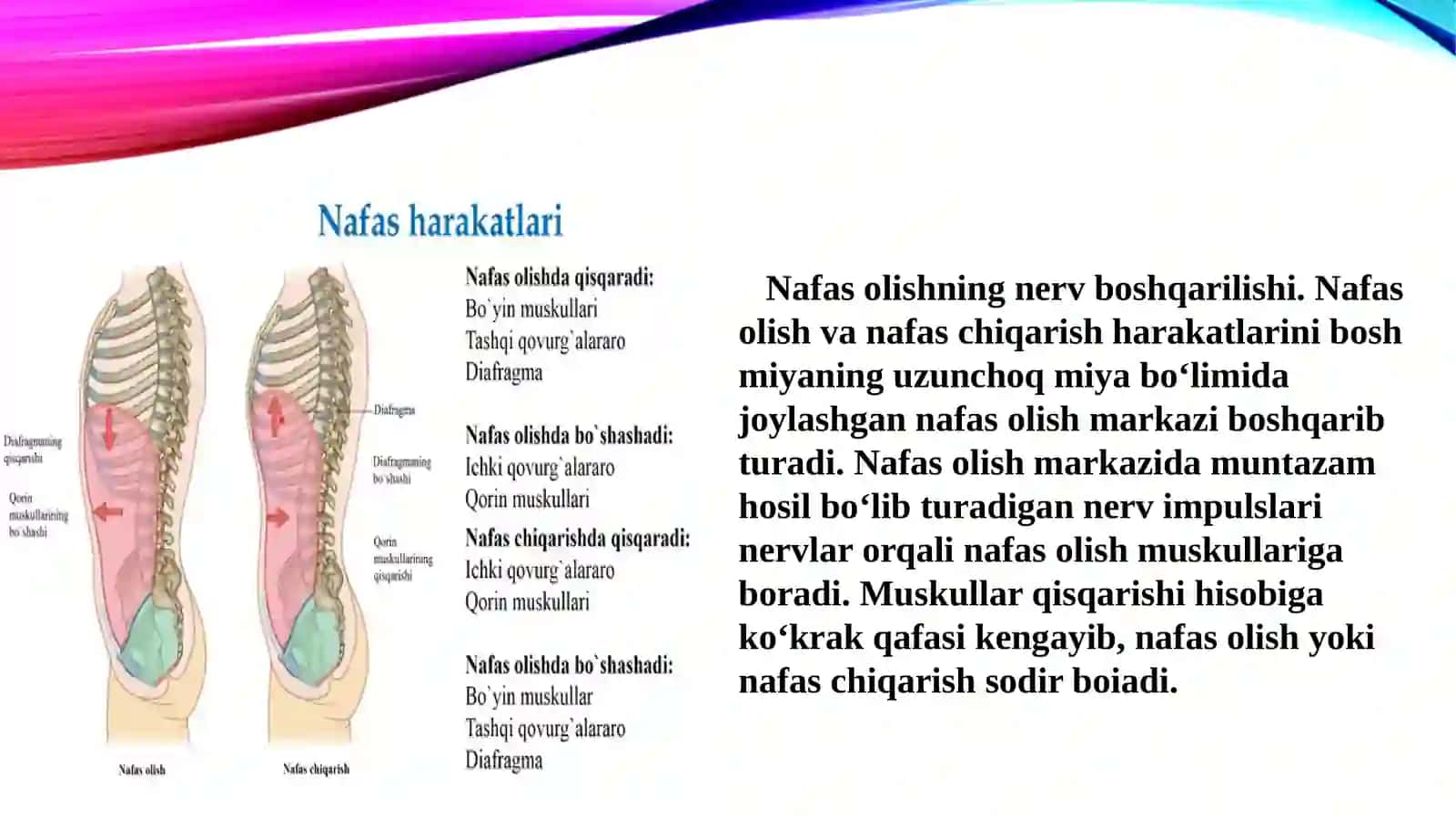 Nafas olishning boshqarilishi. Nafas olish organlari kasalliklari 3