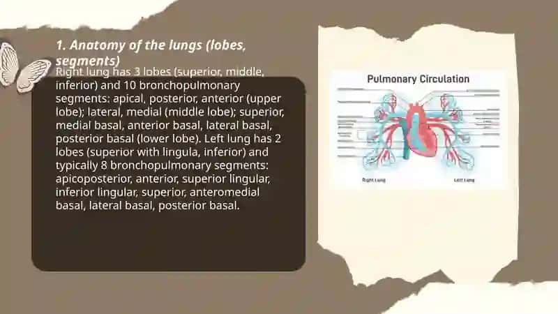 Lungs and a pulmonary system 3