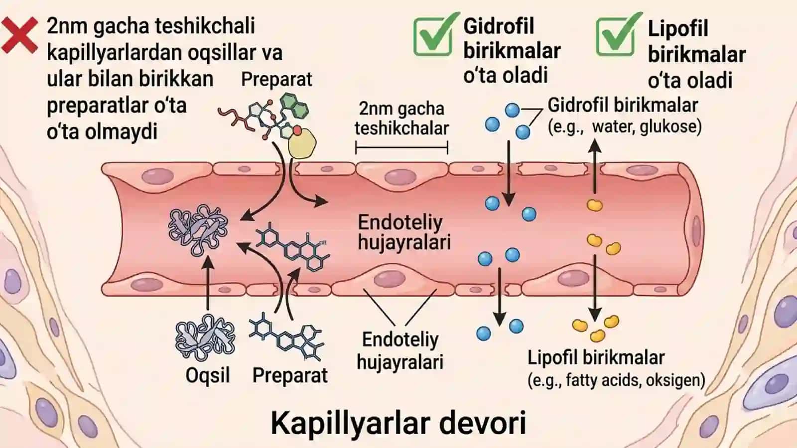 Farmakokinetika. Taqsimlanish bosqichi. 3