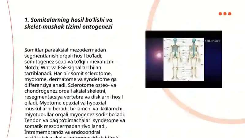 Somitalarning hosil bo‘lishi va skelet-mushak tizimi ontogenezi 3