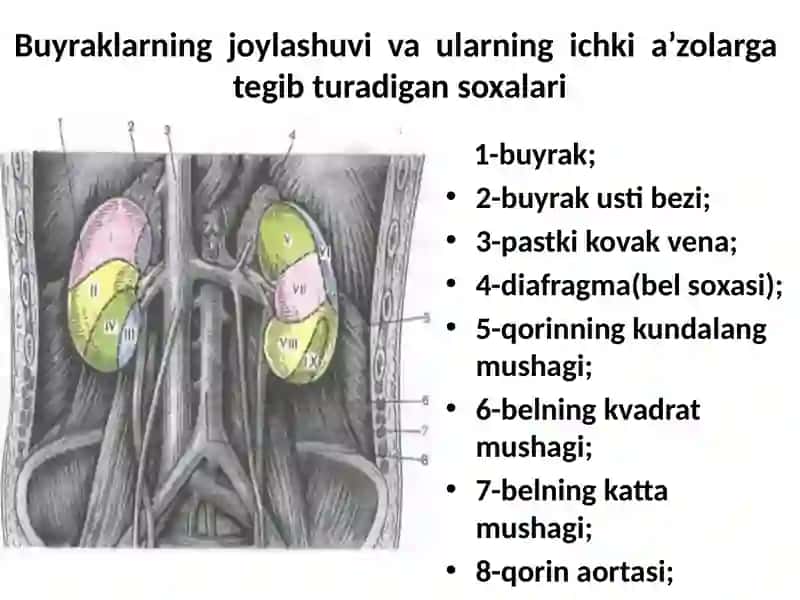 Siydik-tanosilazolarining klinika anatomiyasi va fiziologiyasi 3