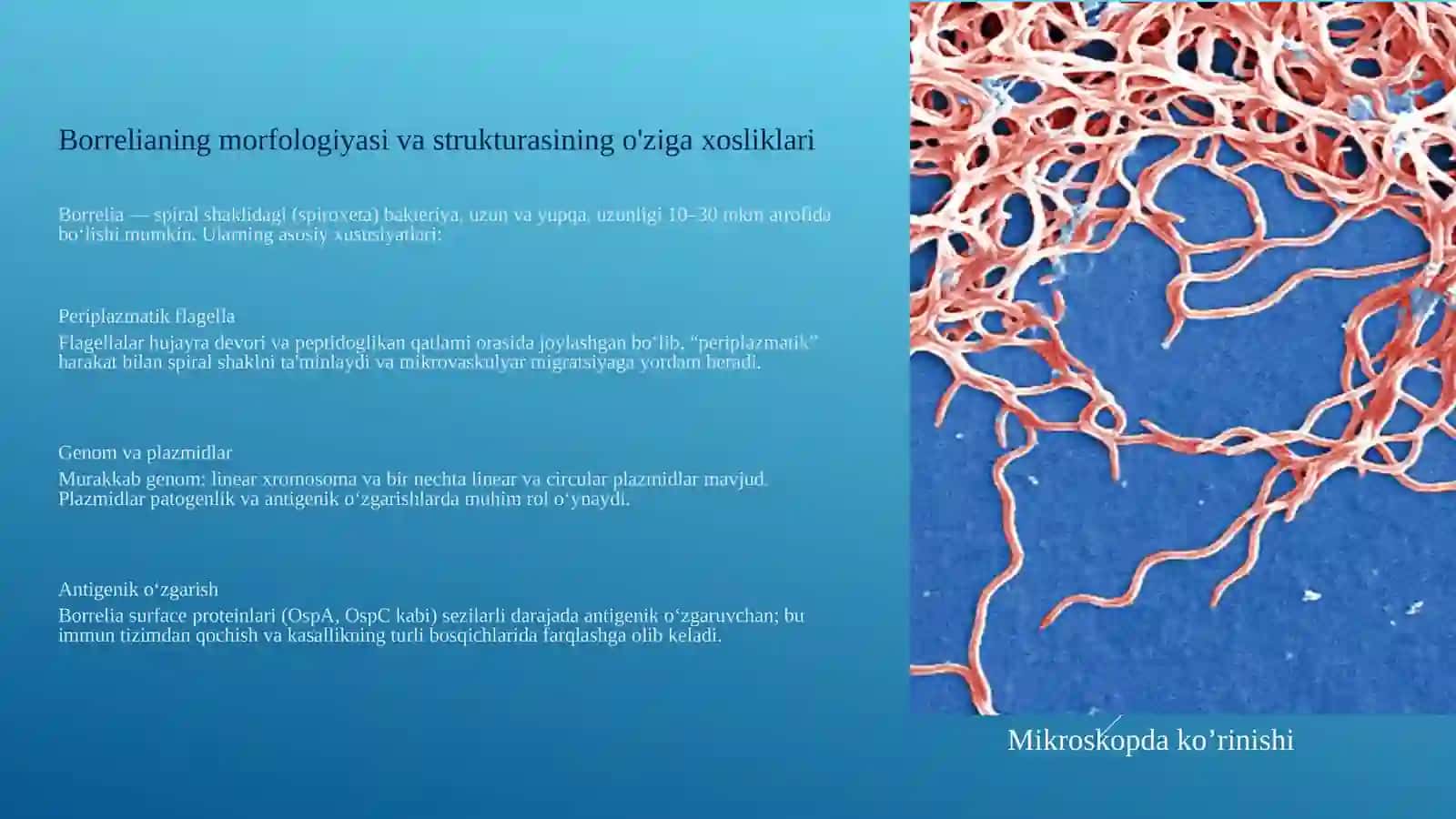 Borrelioz (Layma kasalligi) va Leptospiralar: Morfologiya, Kasalliklar va Diagnostika 3