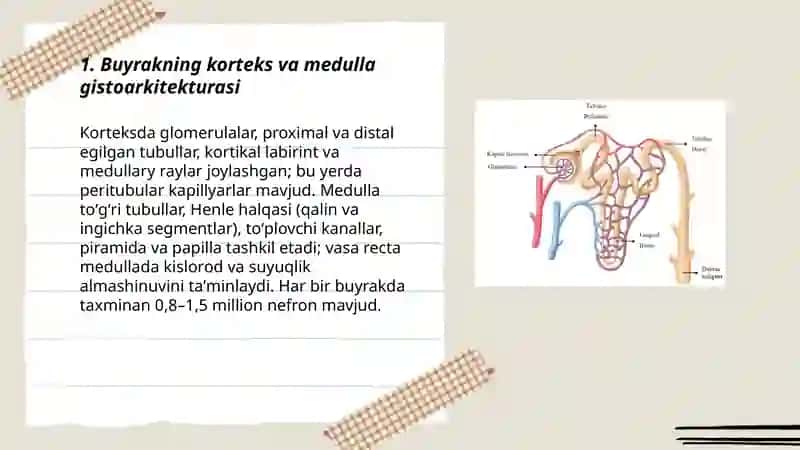 Ayirish azolari Buyrak va nefronning tuzilishi 3