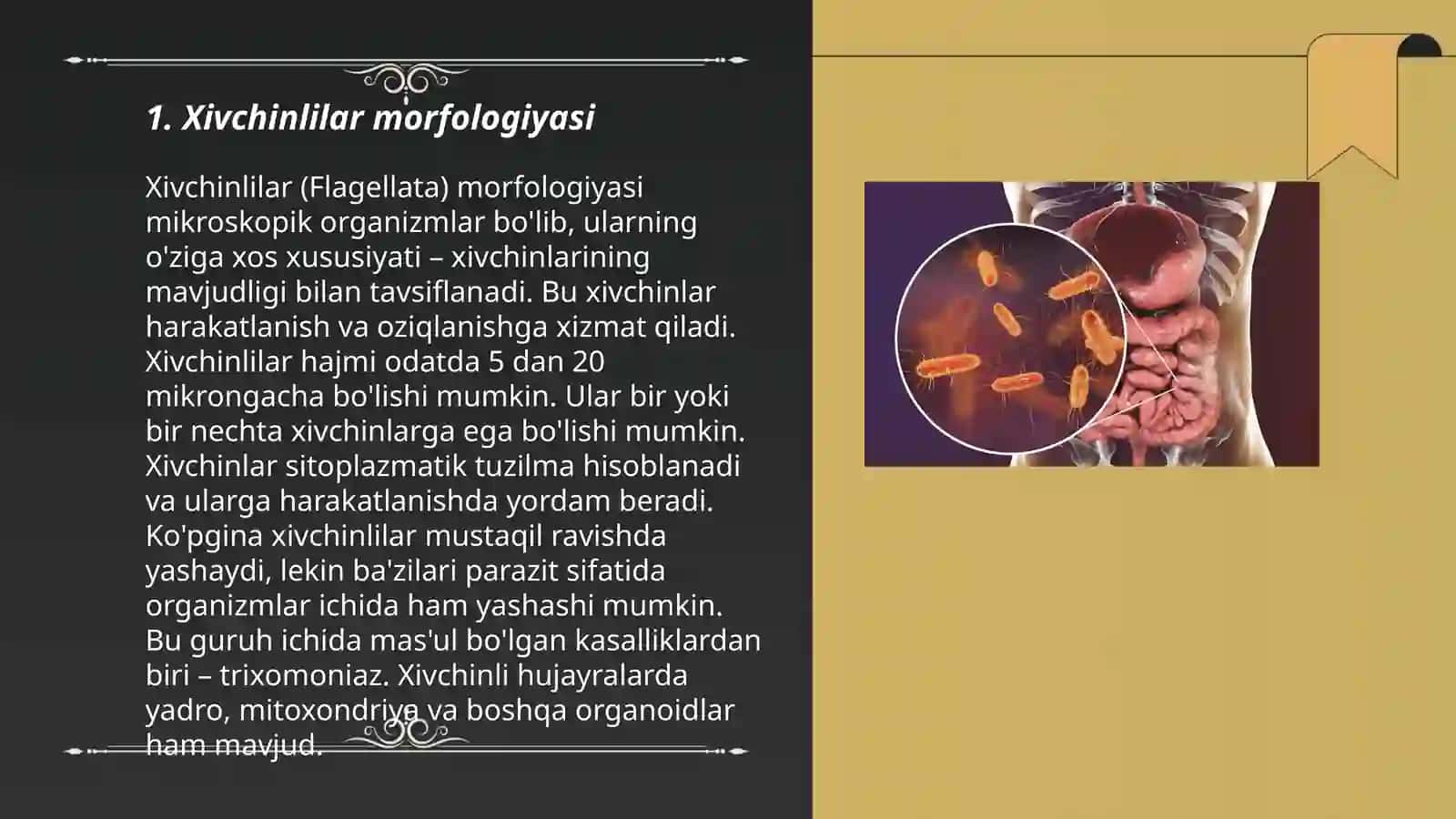 Xivchinlilar (Flagellata) 3