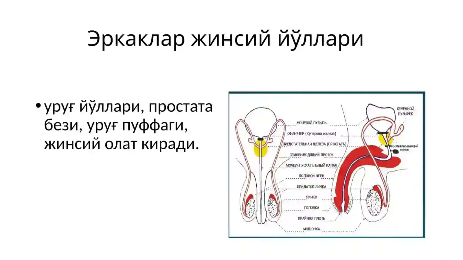 Репродуктив система нур ташхисоти 3