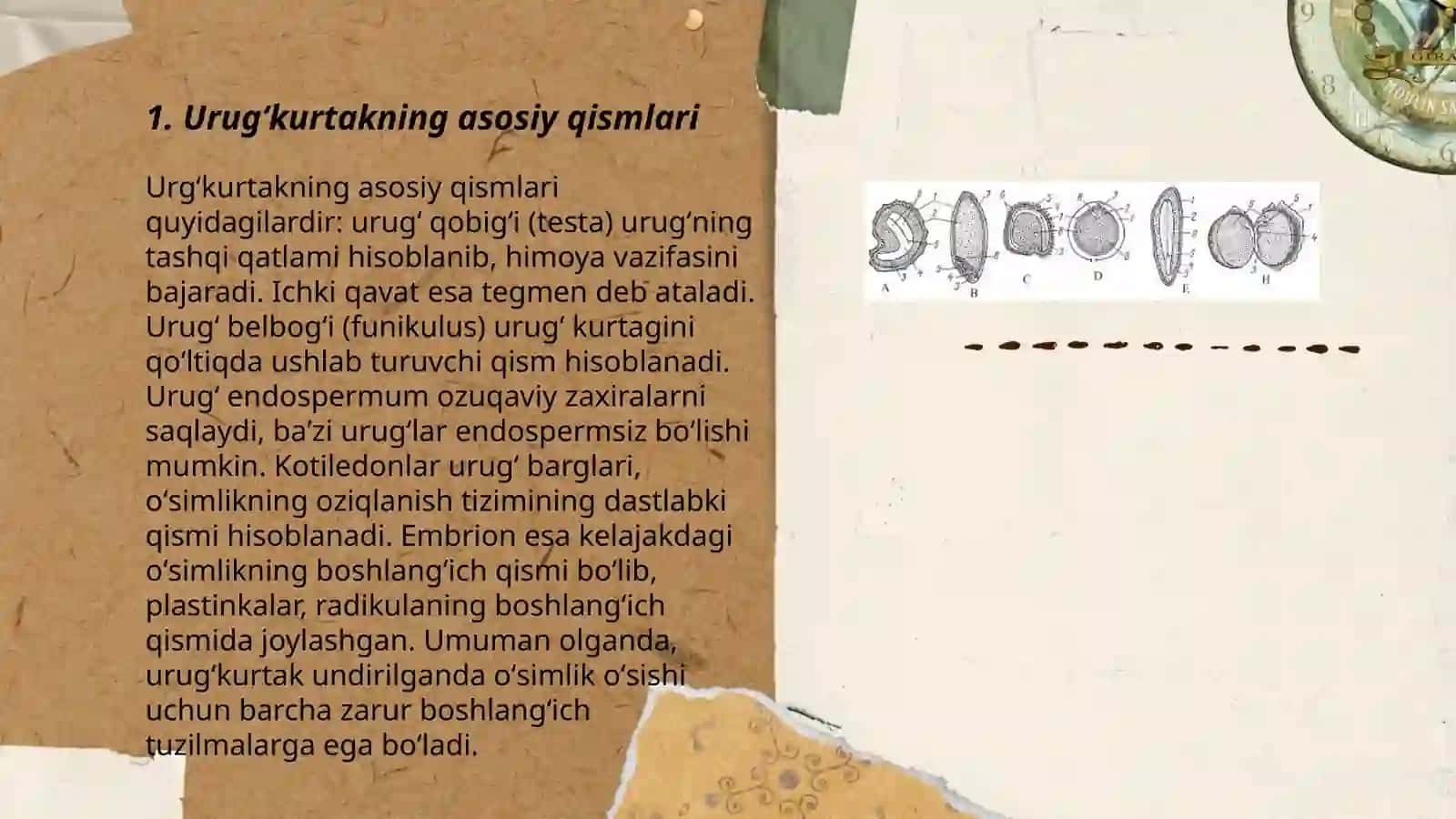 Urugʻkurtakning tuzilishi va tiplari 3