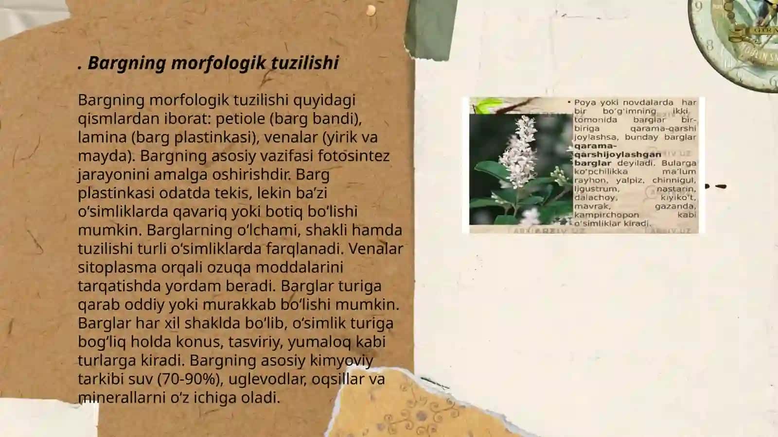 Bargning morfologik tuzilishi 3