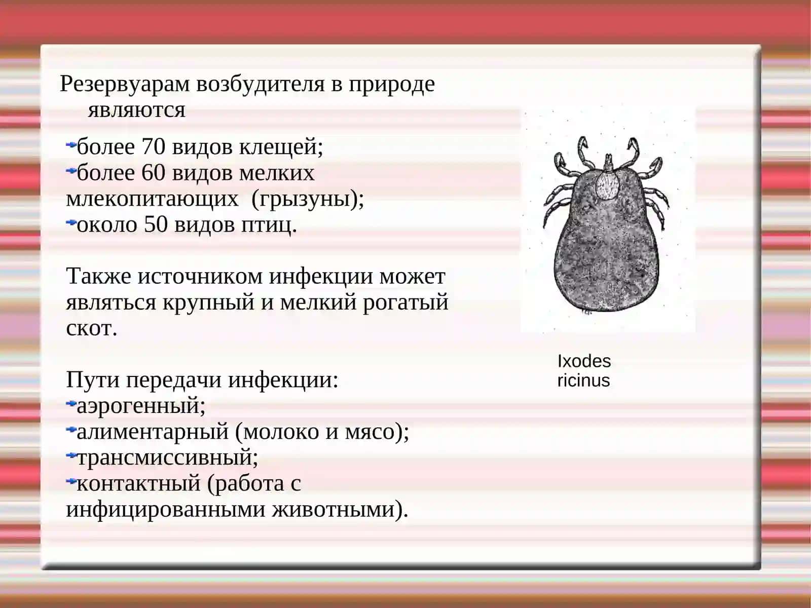 Coxiella burnetii 3