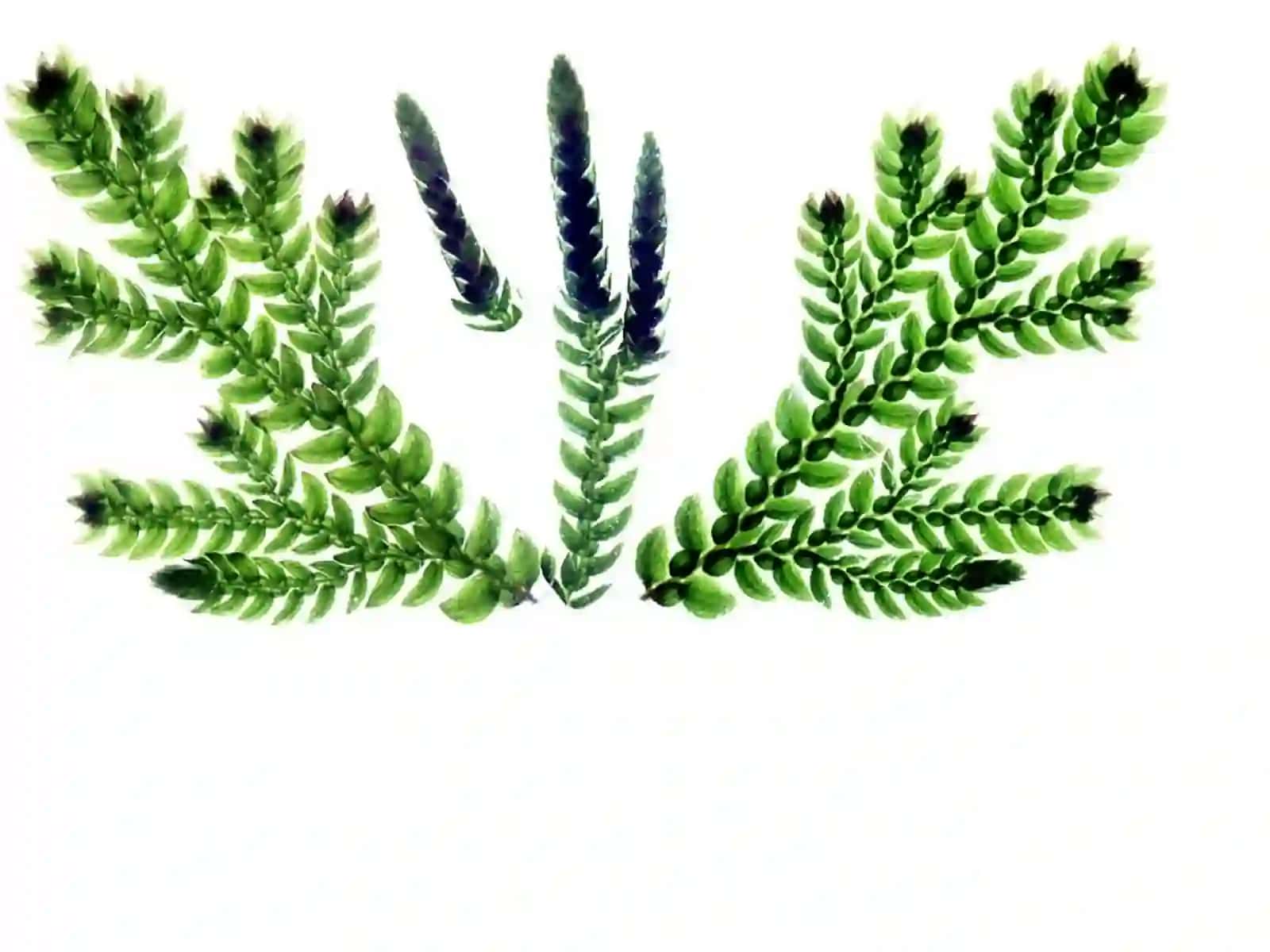 Lycophyta 3