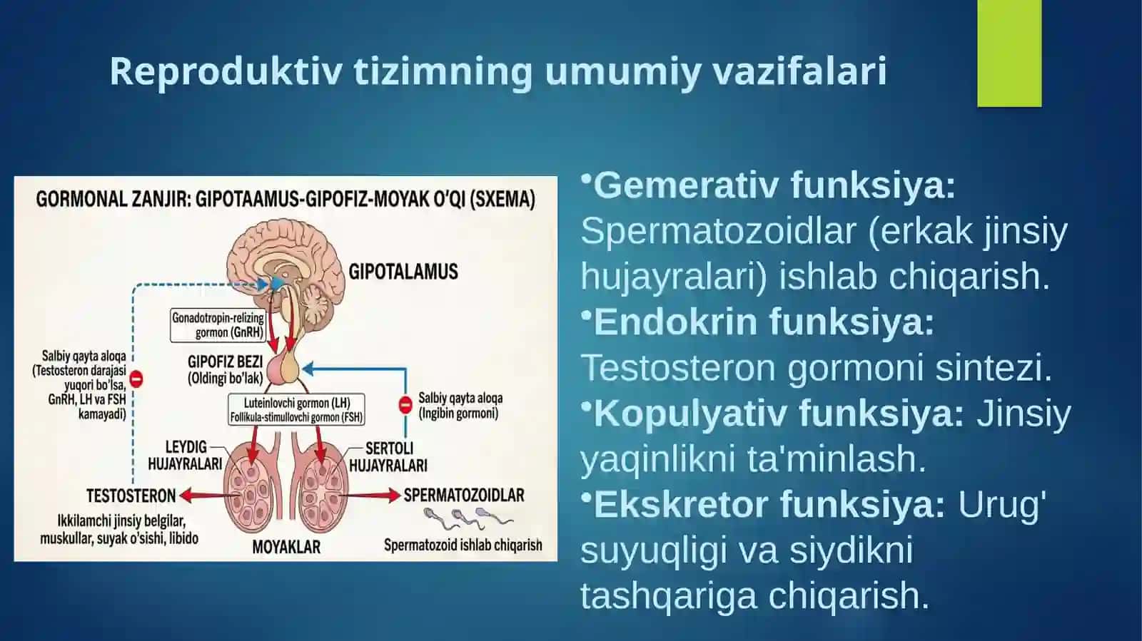 Reproduktiv tizim. Erkak jinsiya'zolarining funksional anatomiyasi 3