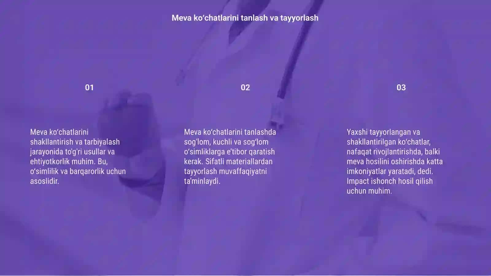 Meva koʻchatlariga shakil berish va ularni tarbiyalash 3