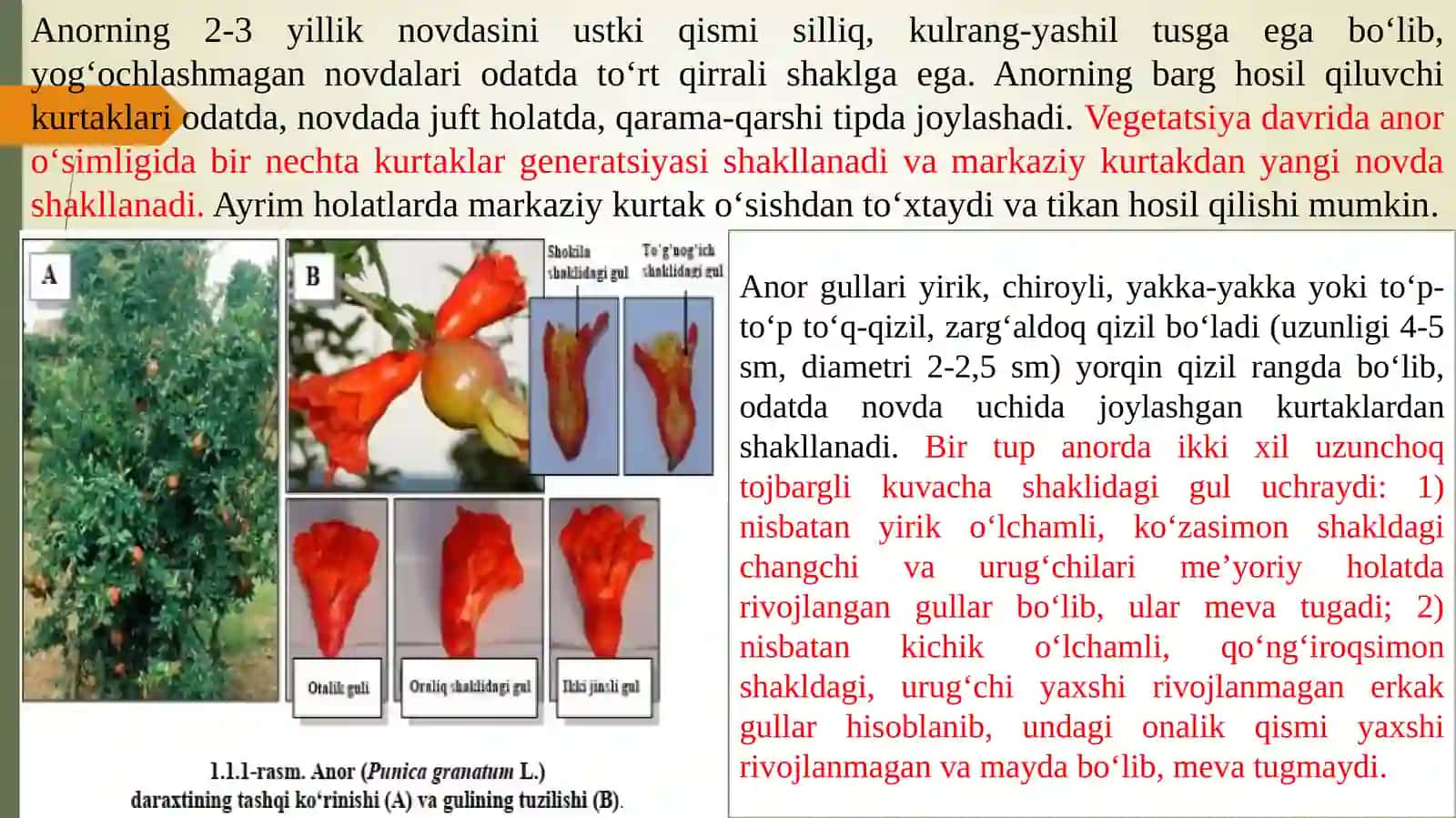 Anor o‘simlikning biologiyasi va xalq xo‘jaligidagi ahamiyati 3