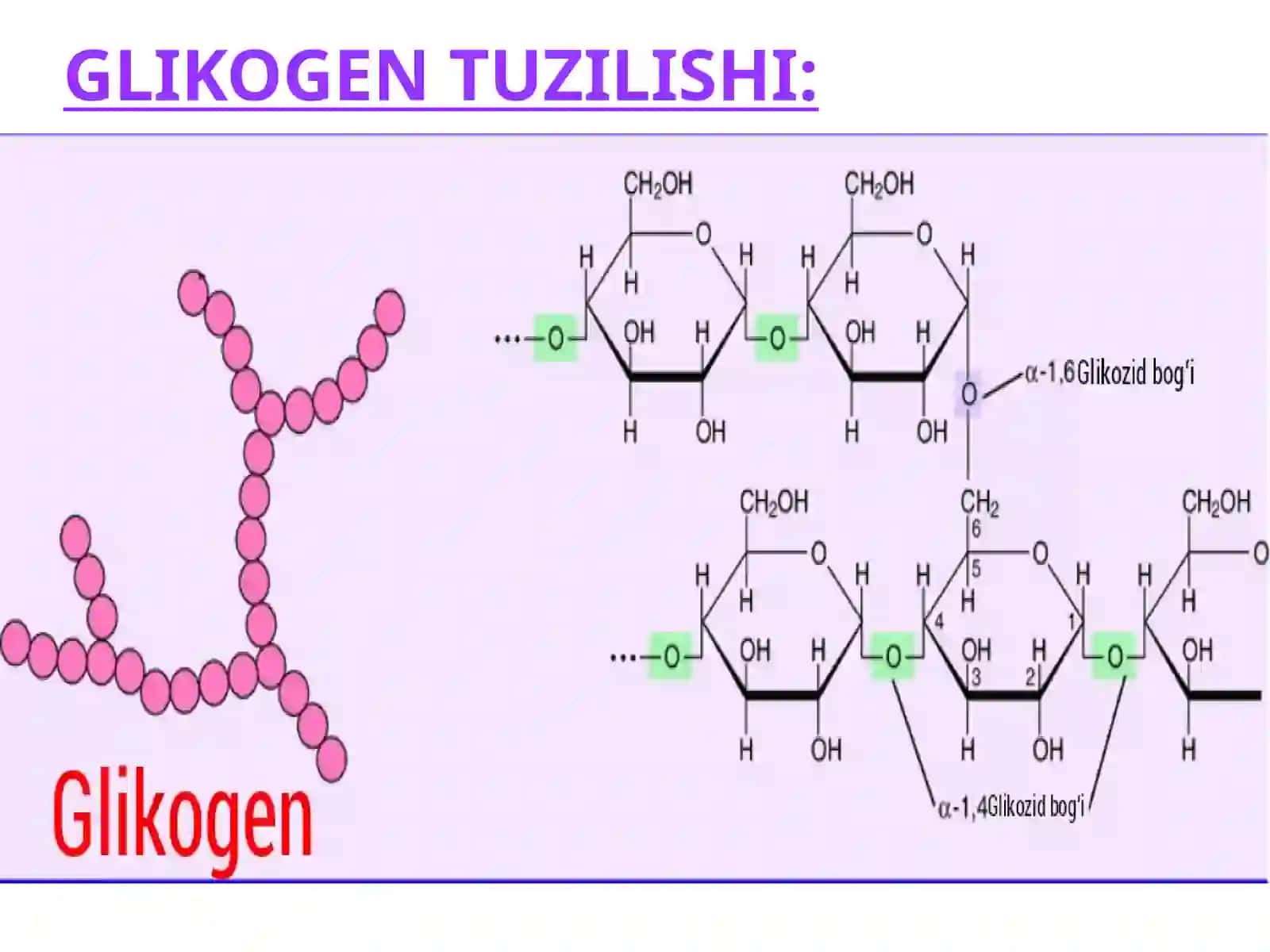 Biokimyo fanidan "GLIKOZANERGIYASIYUZASISH VA GLYUKONEOGENEZ. PENTOFOSFAT YOLINING O'ZBEKISTAN'IYATI" 3