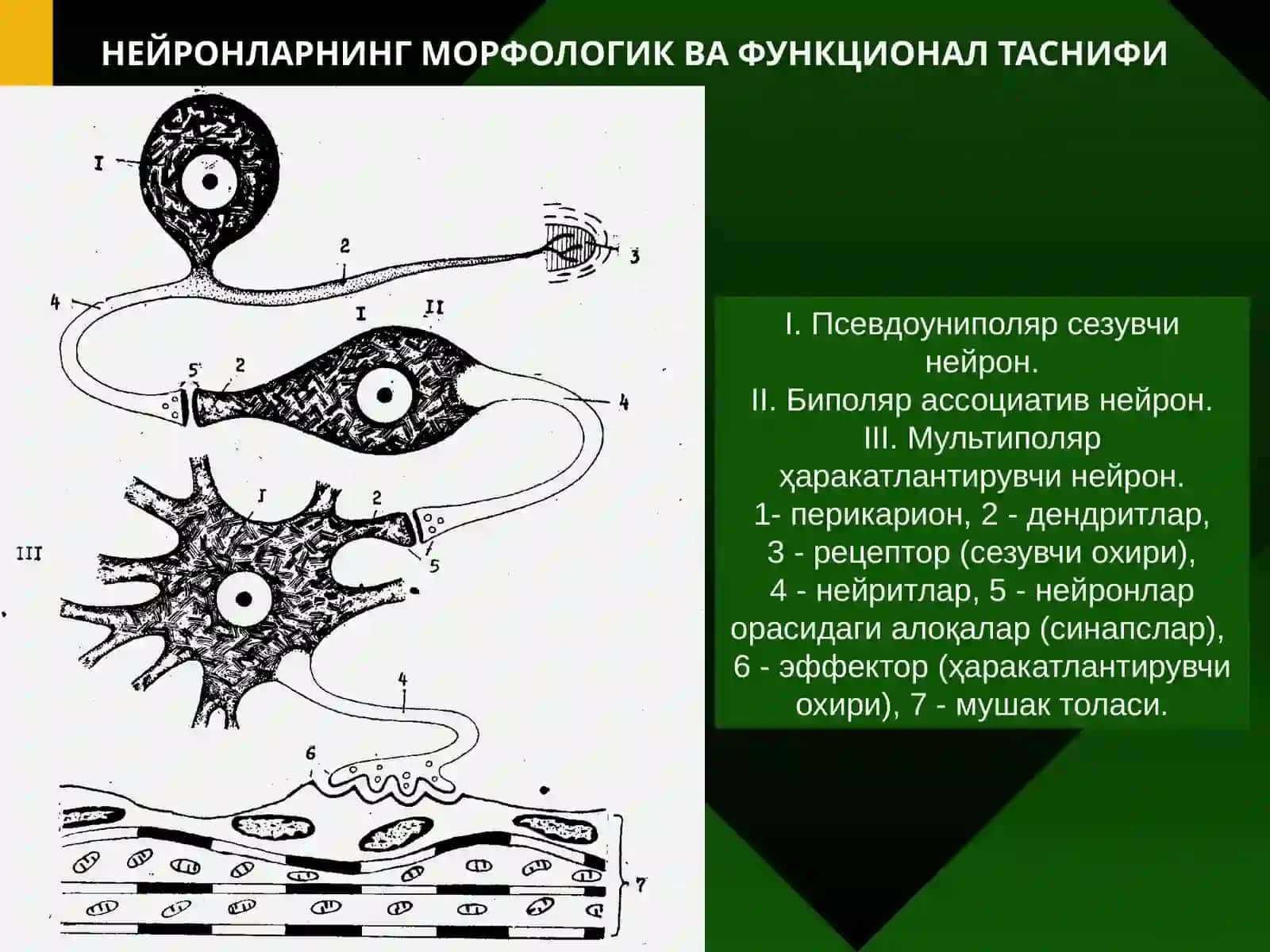 Нервтўқимаси 3