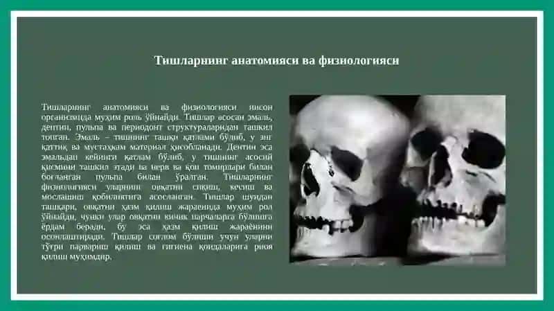 Тишларнинг анатомияси ва физиологияси 3