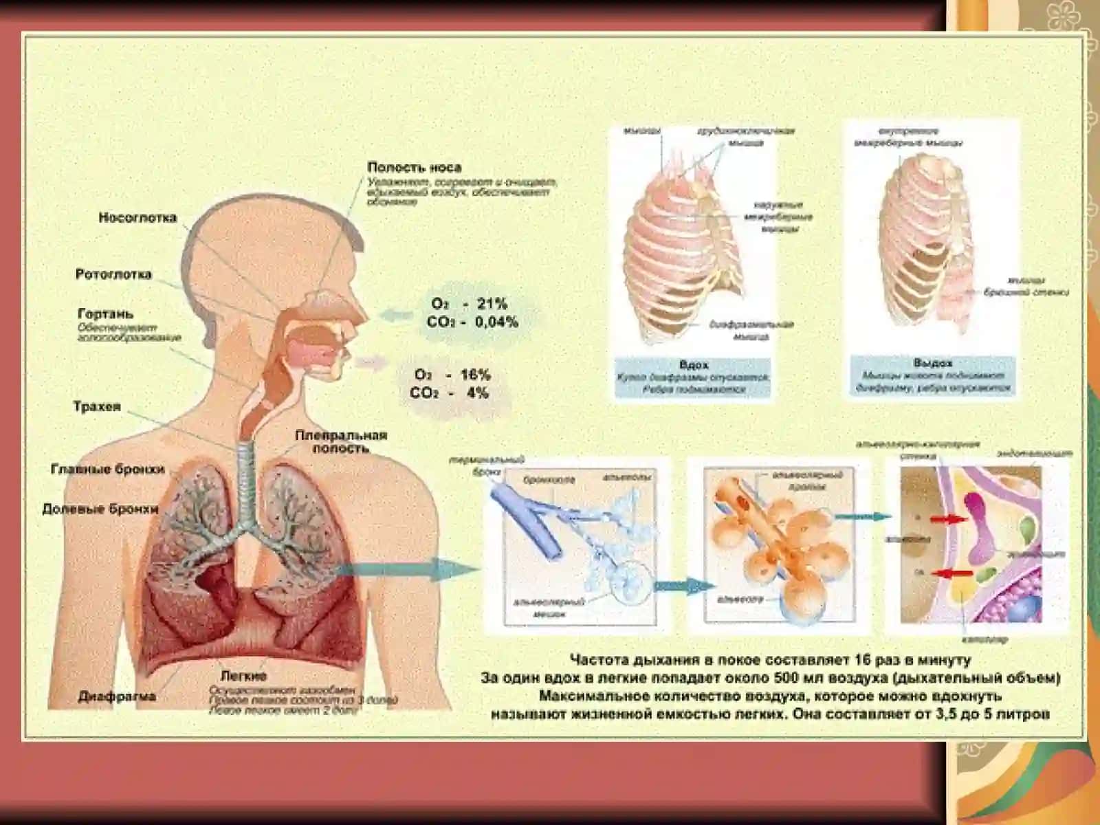 nafas fizologiyasi 3