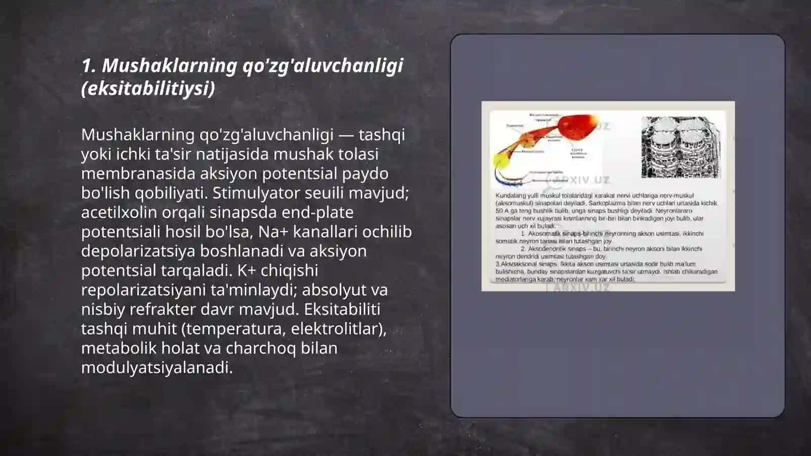Muskul xossalarini fiziologiyasi 3