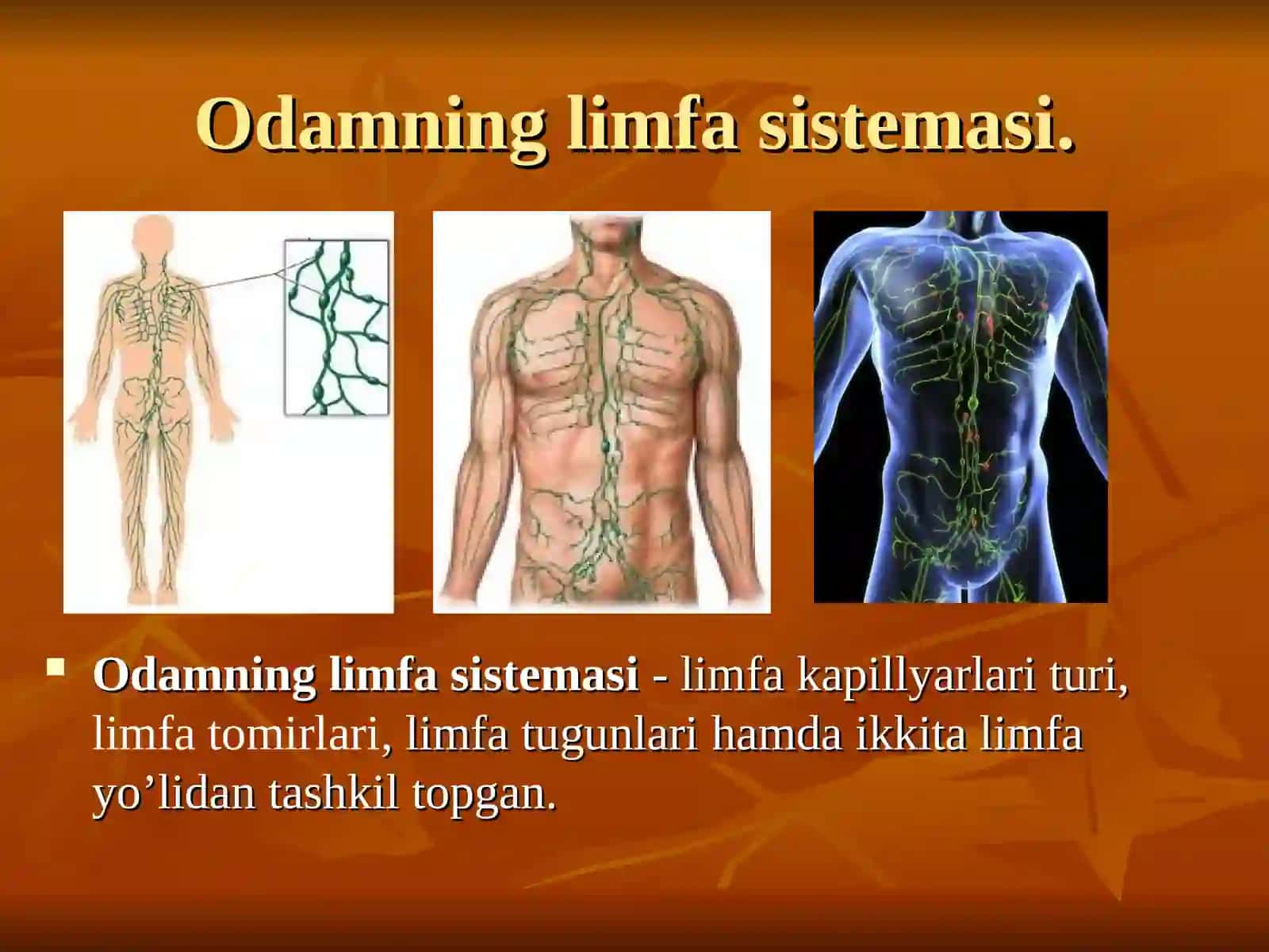 Limfa sistemasi 3