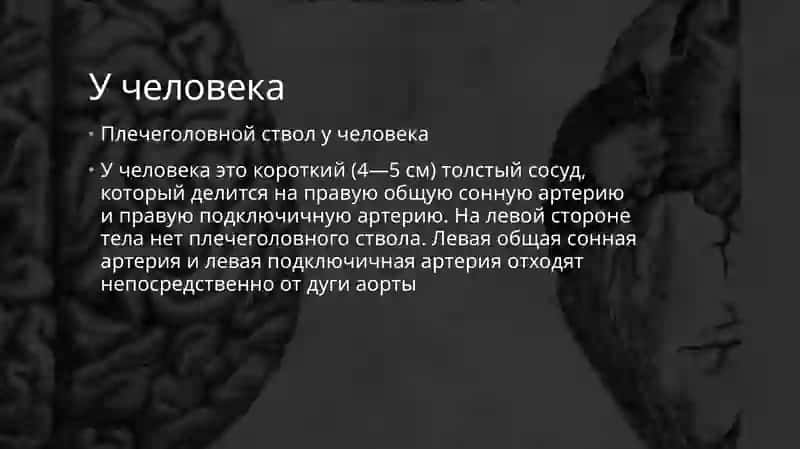 Плечевой ствол  внутренняя наружная подвздошная артерия 3