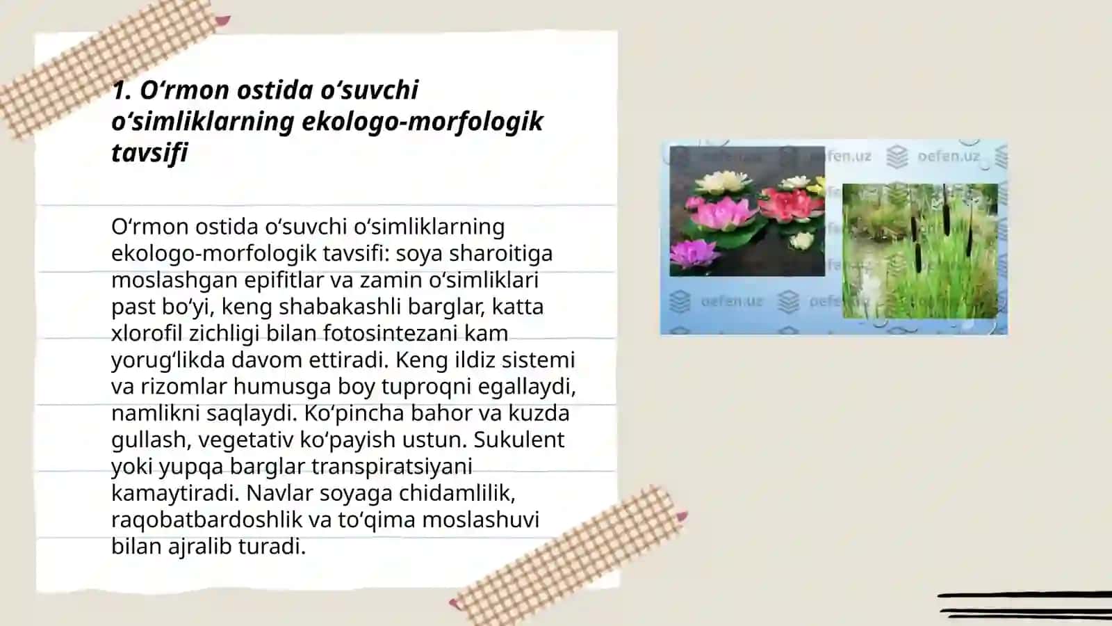 Turli joylarda oʻsuvchi oʻsimliklarni ekologo-morfologik tavsiflash 3