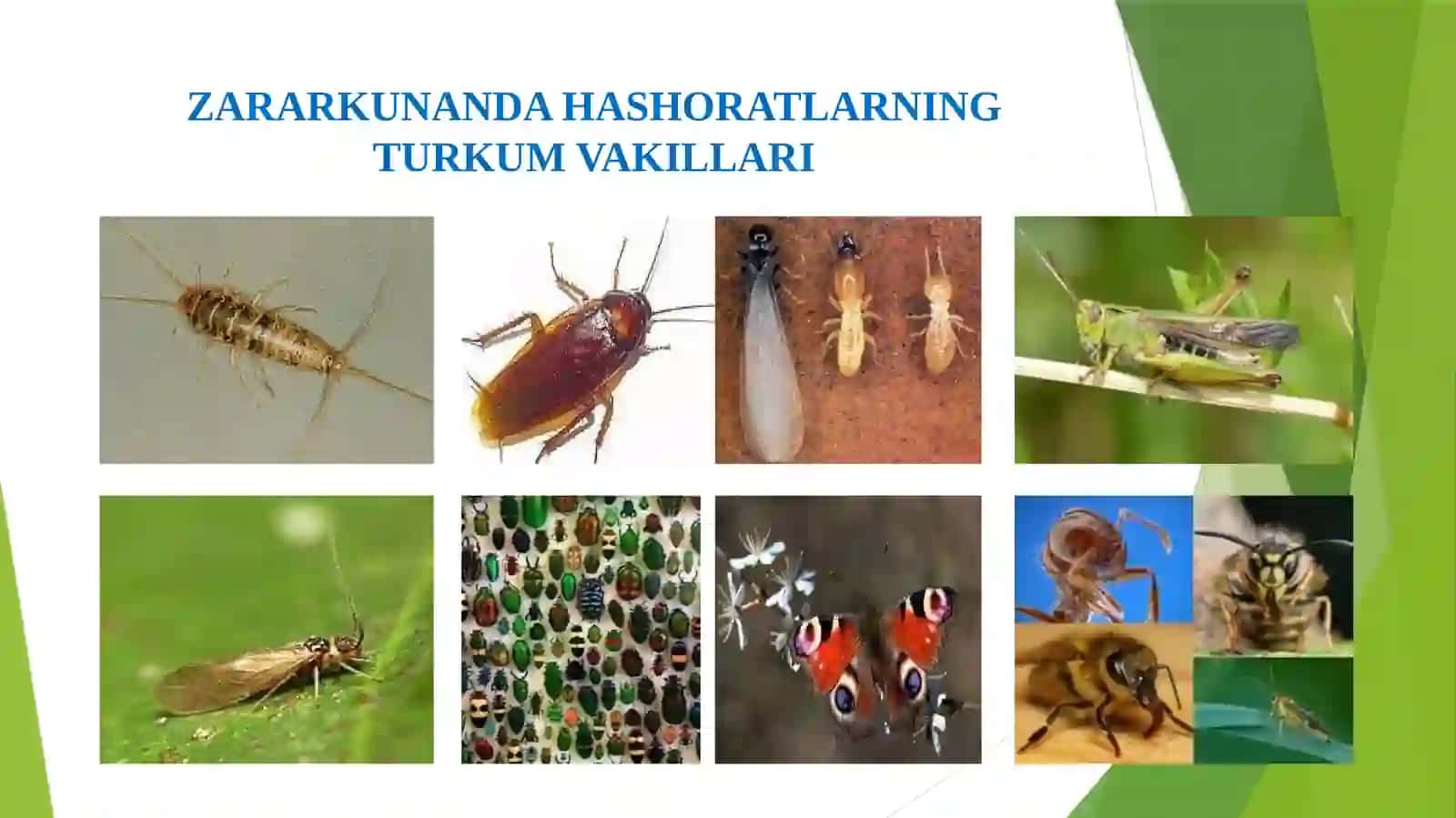 HASHAROTLAR – BUYUMVA MATERIALLAR ZARARKUNANDALARI 3